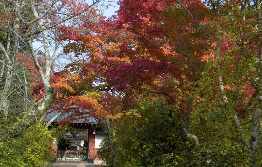 2010年11月20日、京都､ダイジェスト版_e0367330_17502173.jpg