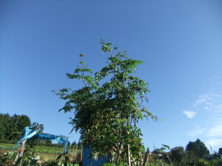 b0137932_16024558.jpg