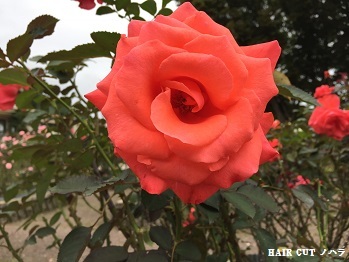 e0145332_23191339.jpg