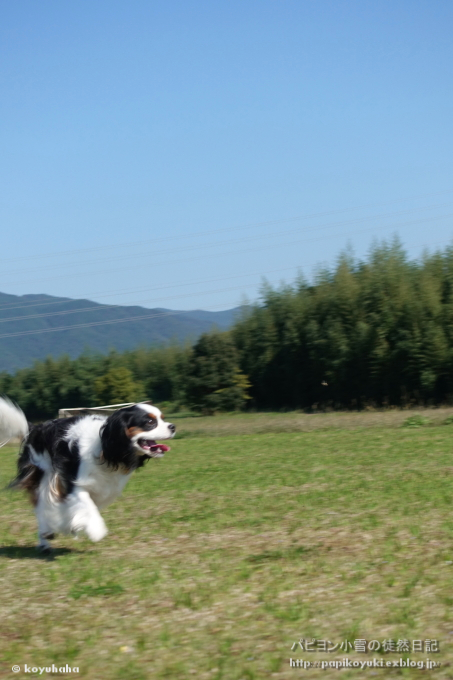 d0140234_11223240.jpg