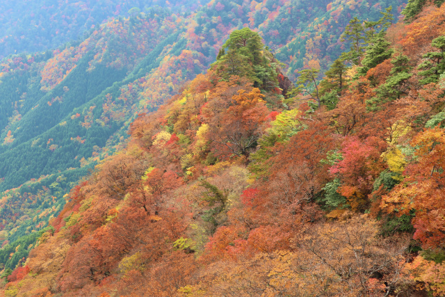 大障子岩＆池之原・宮原分岐点縦走路の紅葉_e0272335_20235063.jpg