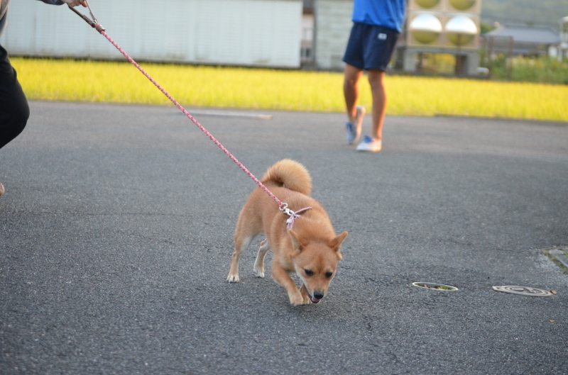 わたし 犬 いぬ ゆずぱん日記