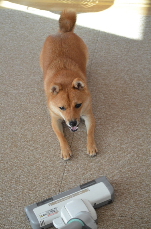 わたし 犬 いぬ ゆずぱん日記