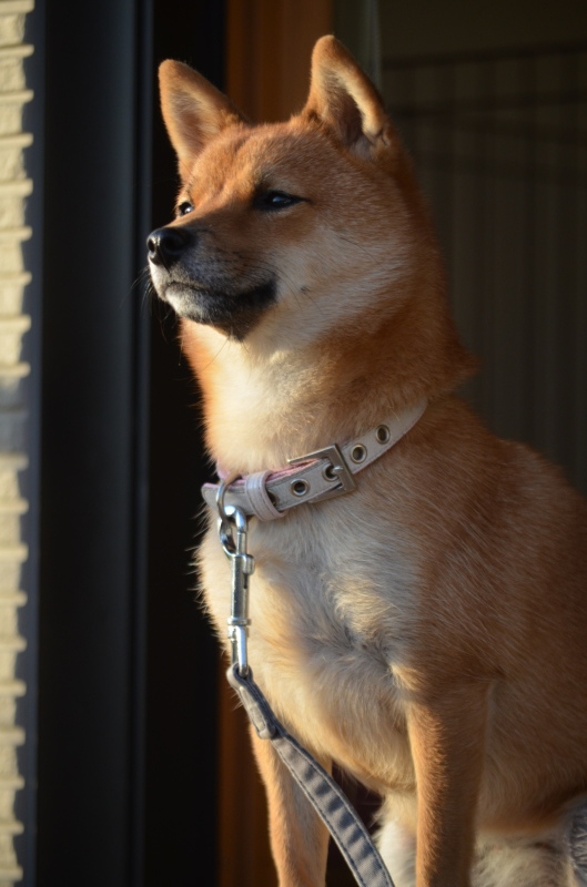 わたし 犬 いぬ ゆずぱん日記