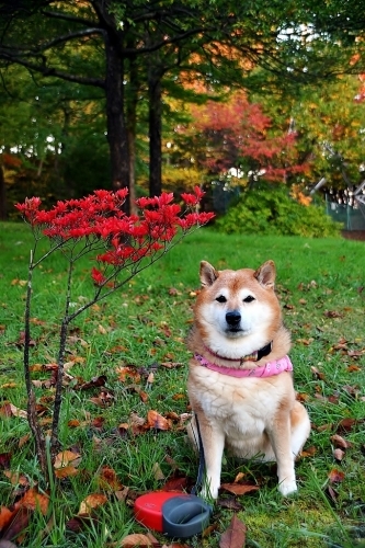 紅二点_b0314043_07200954.jpg