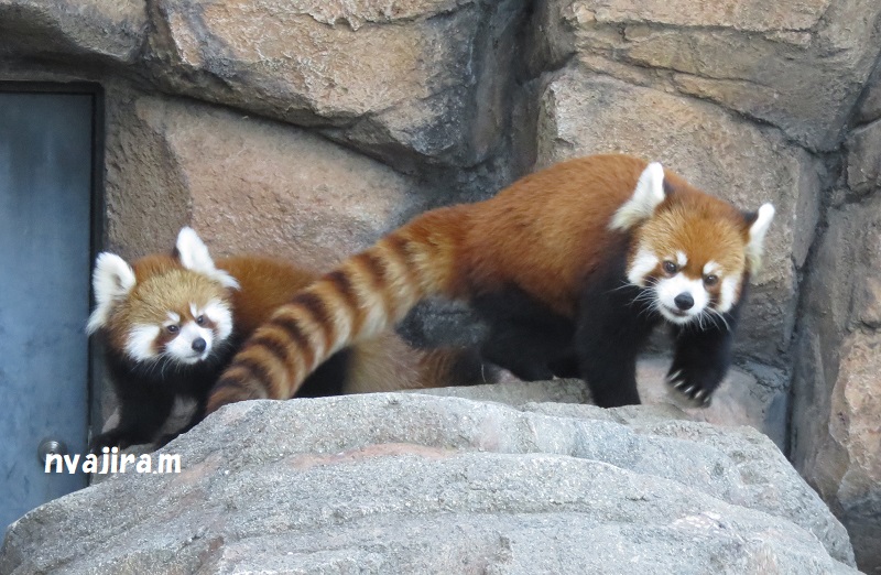 快晴の王子動物園_f0002743_11136.jpg