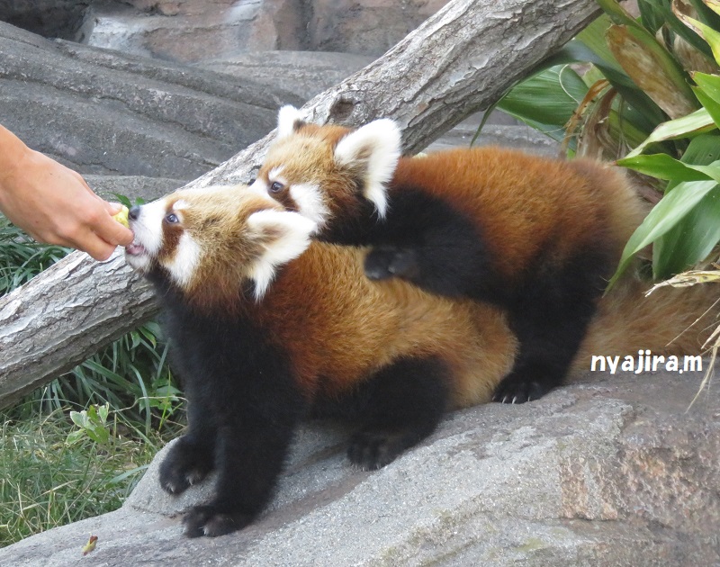 快晴の王子動物園_f0002743_11763.jpg