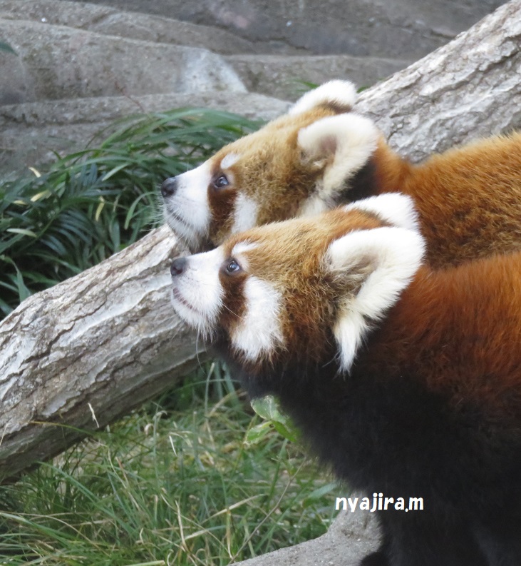 快晴の王子動物園_f0002743_141499.jpg