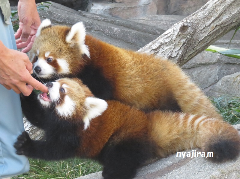 快晴の王子動物園_f0002743_162667.jpg