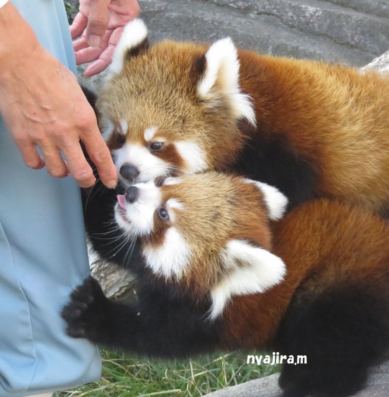 快晴の王子動物園_f0002743_171965.jpg