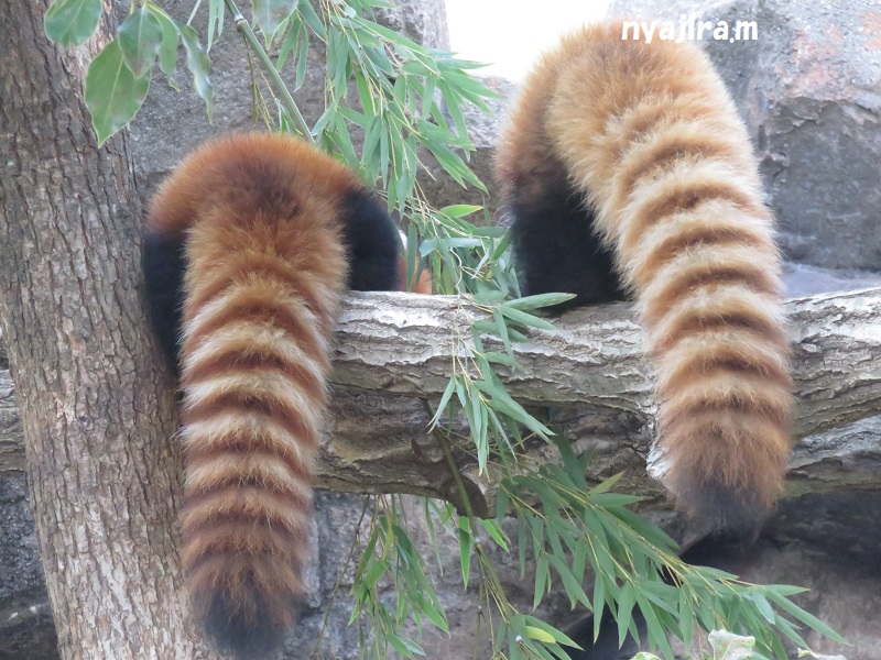 快晴の王子動物園_f0002743_19393.jpg