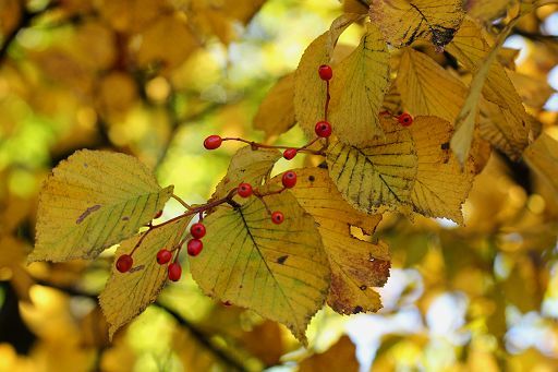 秋のオオムラサキ自然歩道_a0271050_17454036.jpg