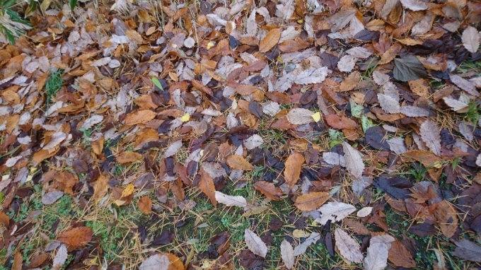 香雪園、見晴公園の紅葉_b0106766_14504511.jpg