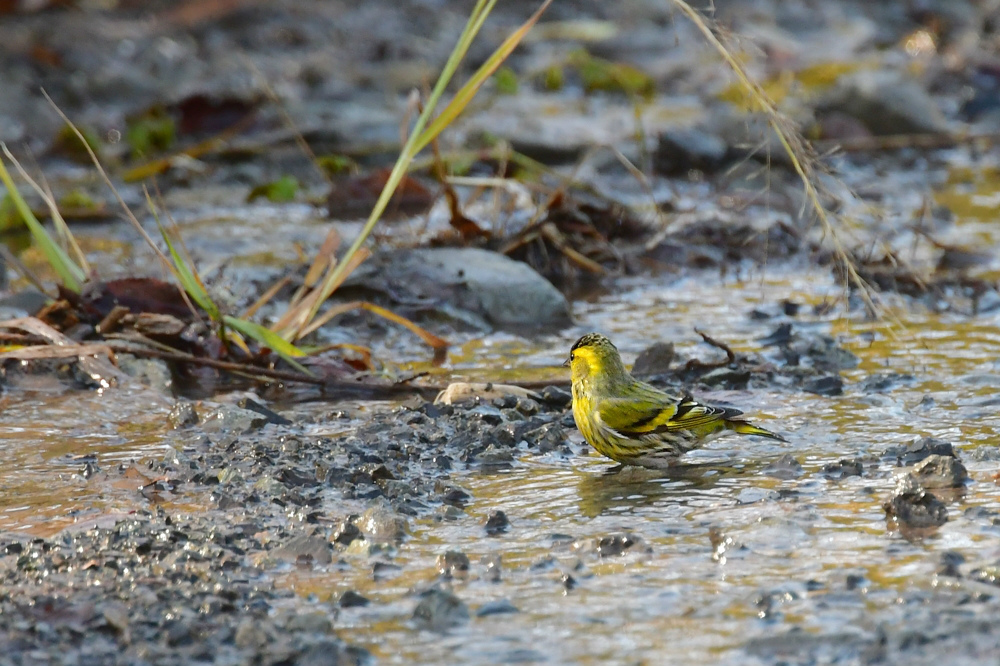 あの鳴き声はだれ? イスカ マヒワ_f0053272_22051334.jpg