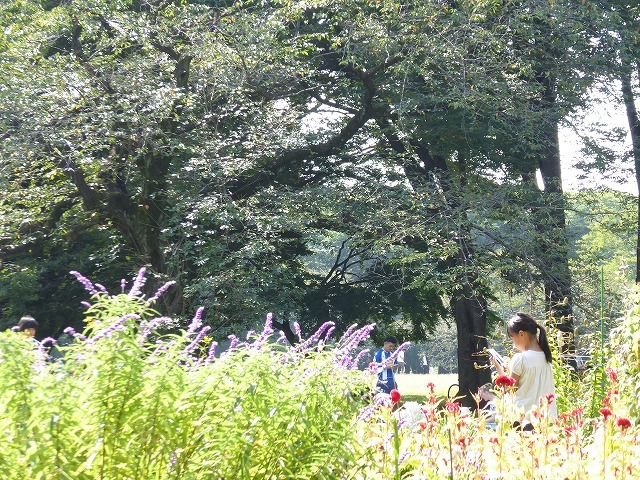 東京で一番広い空の見える気がする代々木公園 代々木公園から新宿まで散歩 ルソイの半バックパッカー旅
