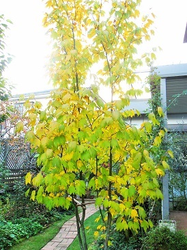 c0117898_13533829.jpg