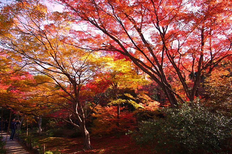 宝筐院　紅葉_c0382798_21224042.jpg