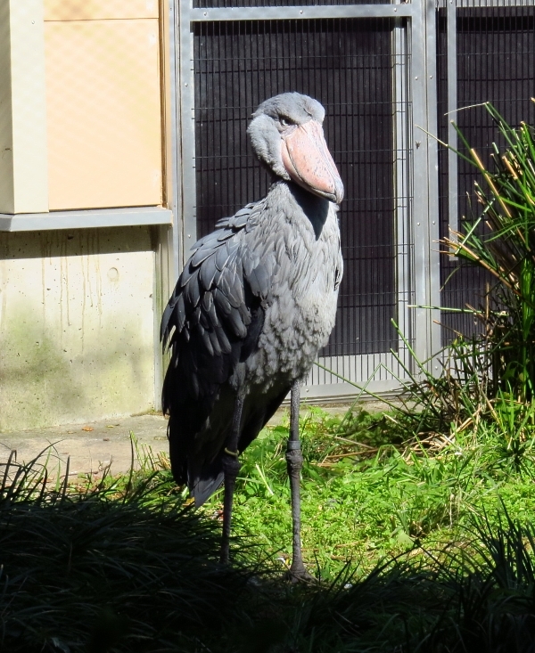 動かない鳥の出血サービス？_f0033598_17072116.jpg