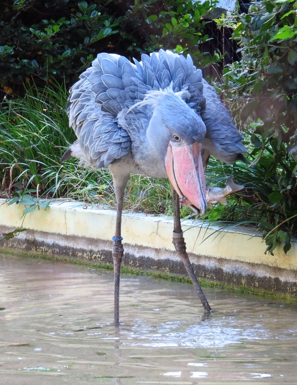 動かない鳥の出血サービス？_f0033598_17111913.jpg