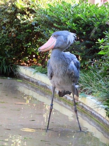 動かない鳥の出血サービス？_f0033598_17113145.jpg