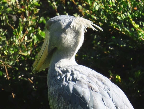 動かない鳥の出血サービス？_f0033598_17175678.jpg