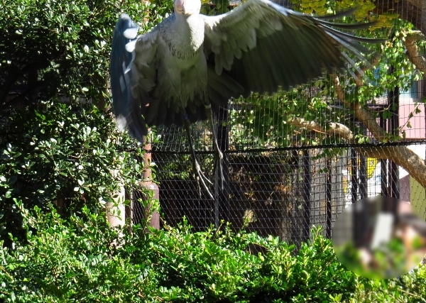 動かない鳥の出血サービス？_f0033598_17210993.jpg