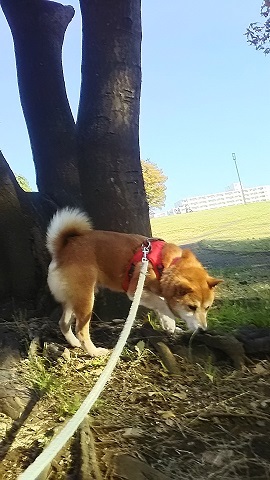 ショートステイの柴犬くんです_f0242002_01145087.jpg