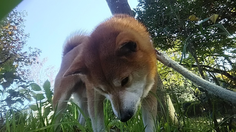 ショートステイの柴犬くんです_f0242002_01171660.jpg