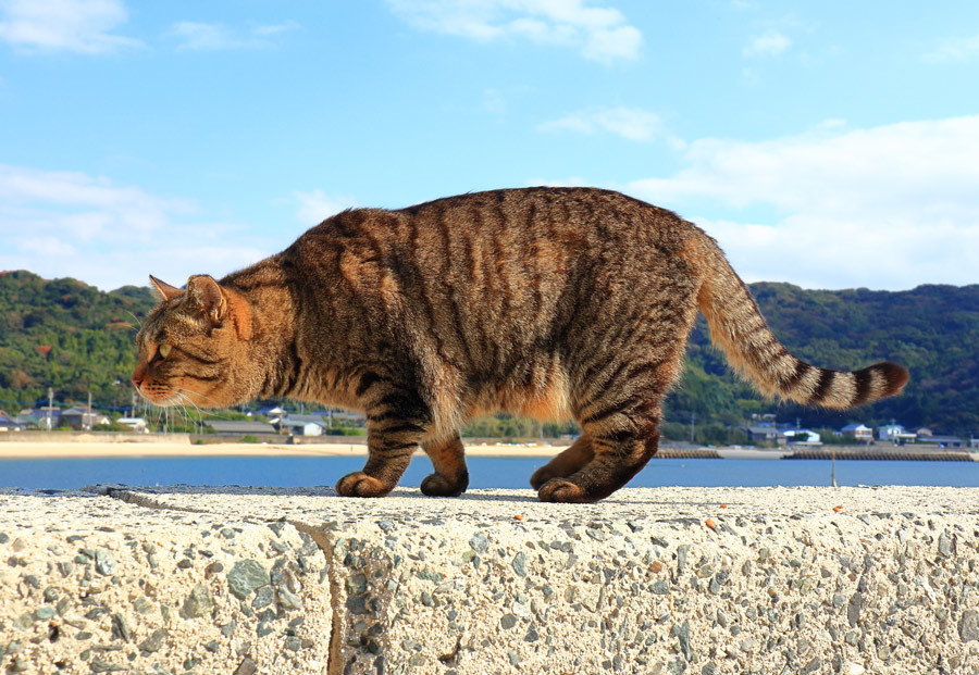 福岡県の猫島・相島(あいのしま)_e0093903_10461113.jpg