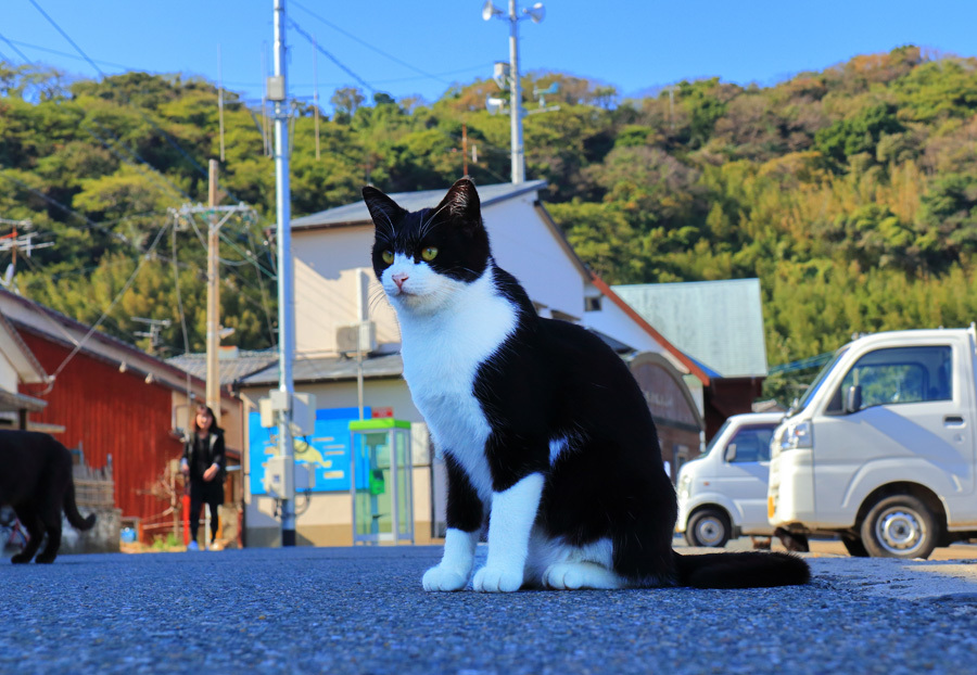 福岡県の猫島 相島 あいのしま 九州ロマンチック街道