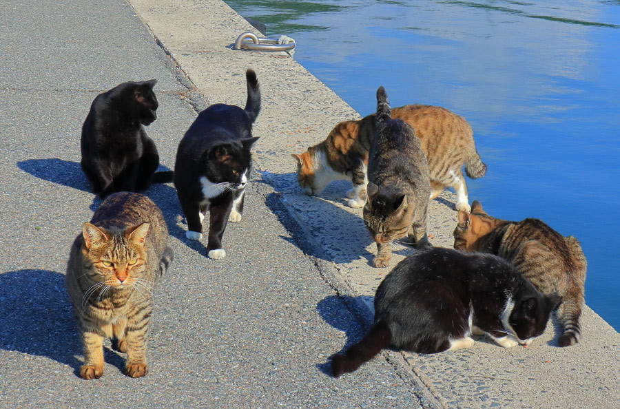 福岡県の猫島 相島 あいのしま 九州ロマンチック街道