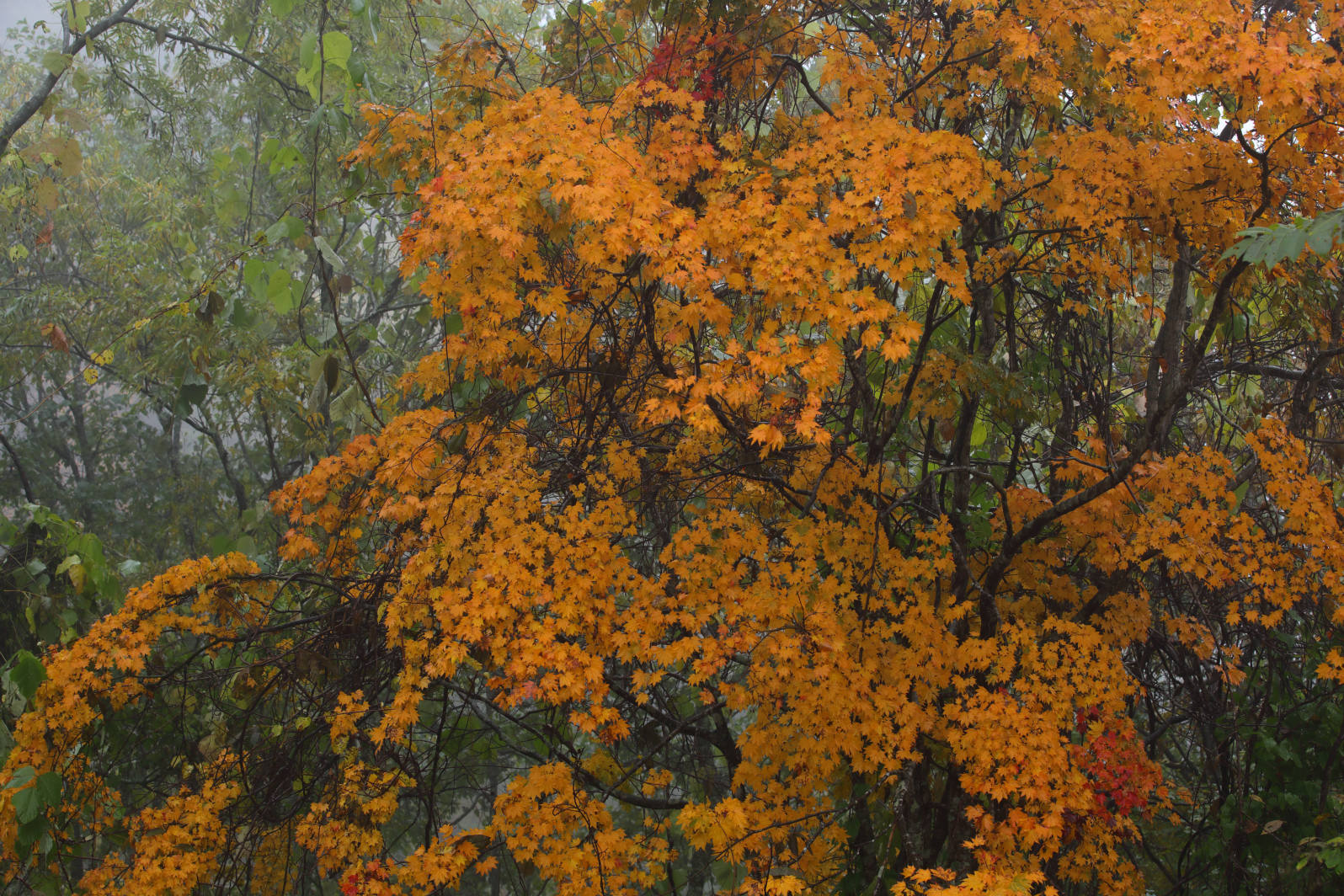 a0155104_00374047.jpg