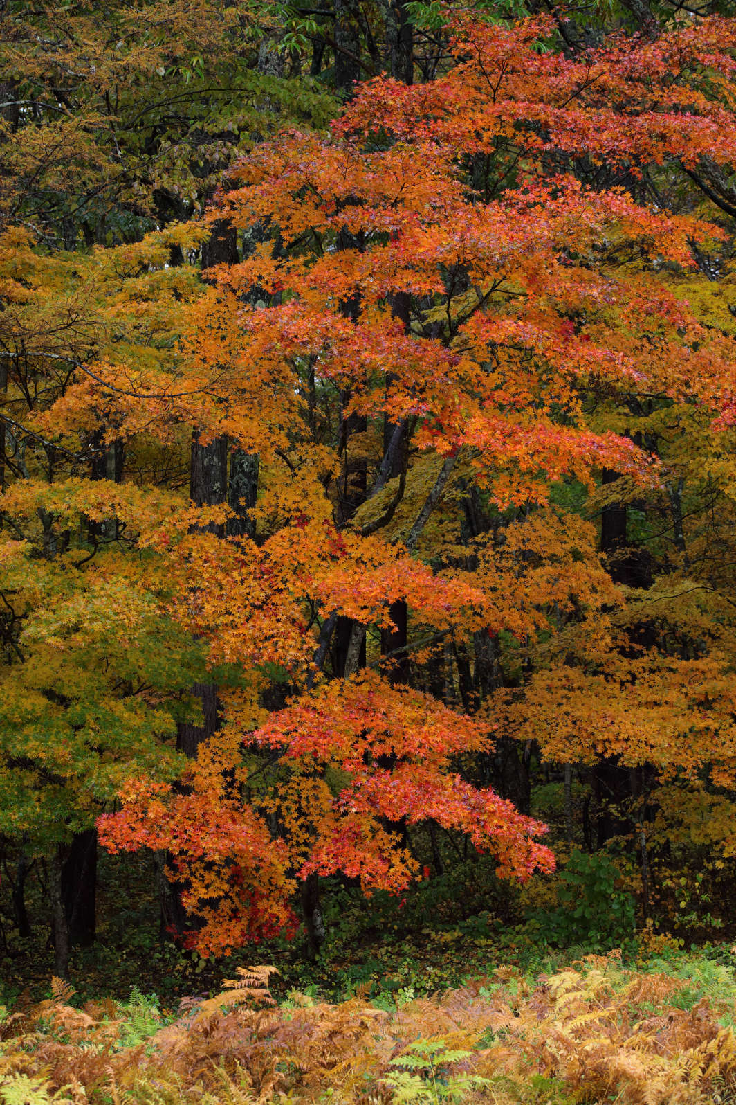a0155104_00380155.jpg