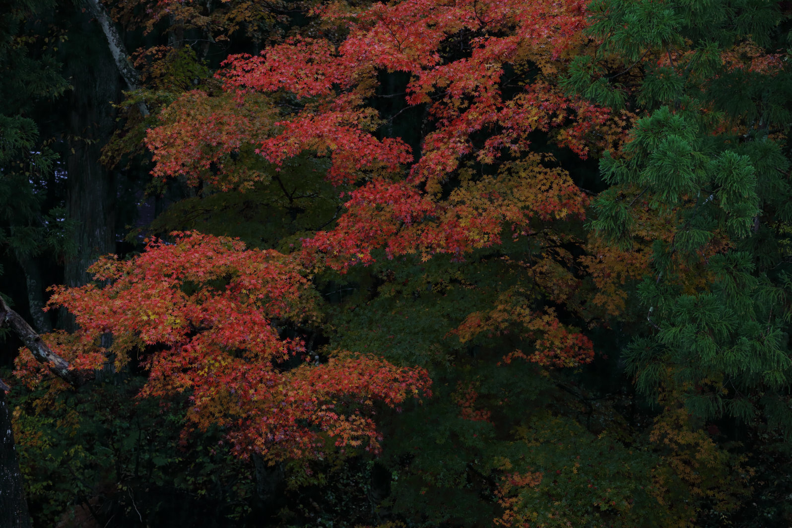 a0155104_00380542.jpg