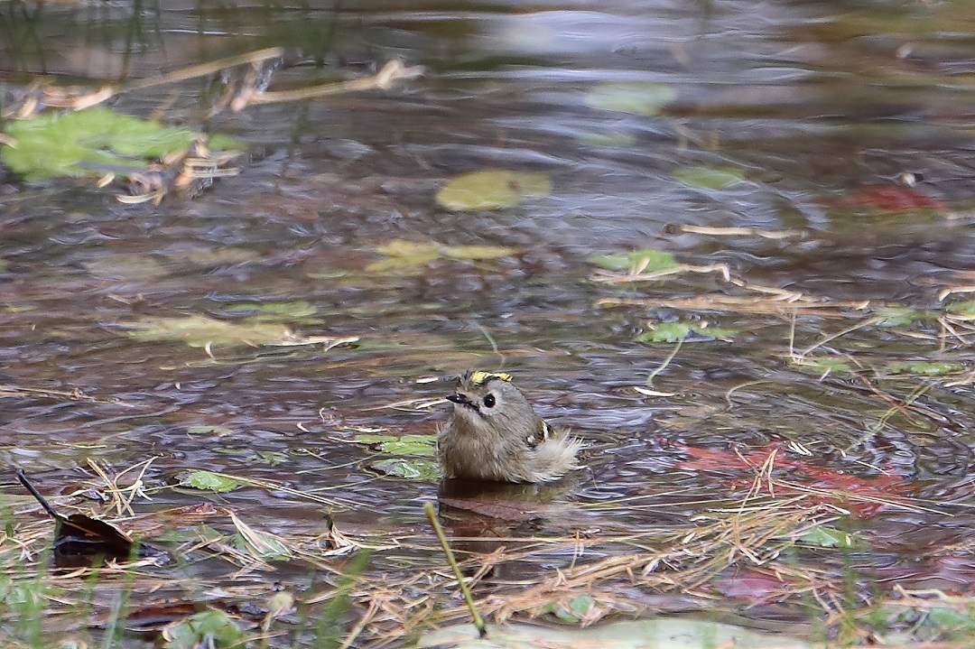 キクちゃんのキクは菊・・・・・・・_c0295707_14335213.jpg