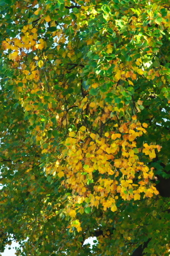 a0263109_08004271.jpg