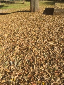 f0381511_11010152.jpg