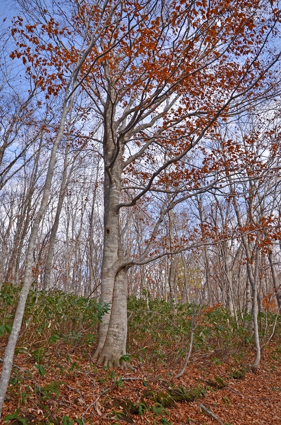 e0349817_20201009.jpg