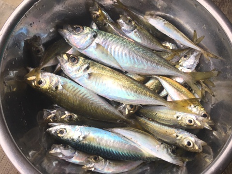 秋は寝屋漁港でアジ釣り ビバ自営業2 秋は寝屋漁港でアジ釣り ビバ自営業2