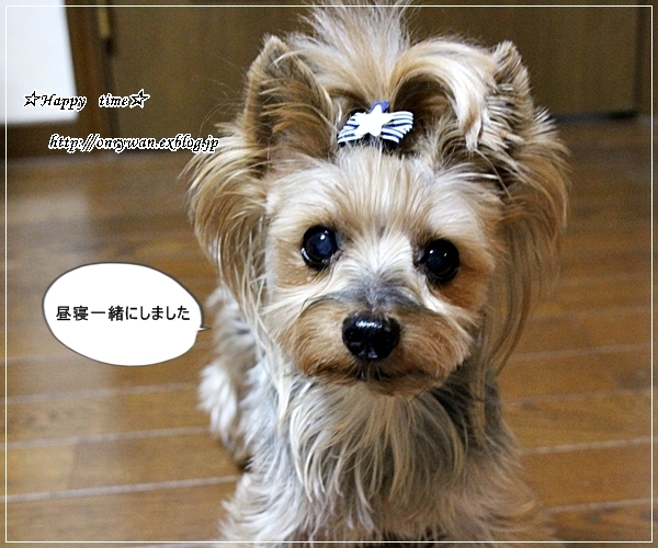 ケチャップライスにオムレツのっけて弁当と今日のわんこ Happy Time