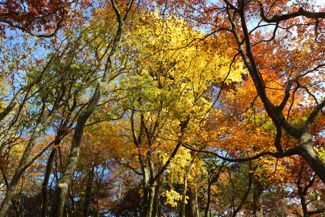 大障子岩＆池之原・宮原分岐点縦走路の紅葉_e0272335_10114972.jpg