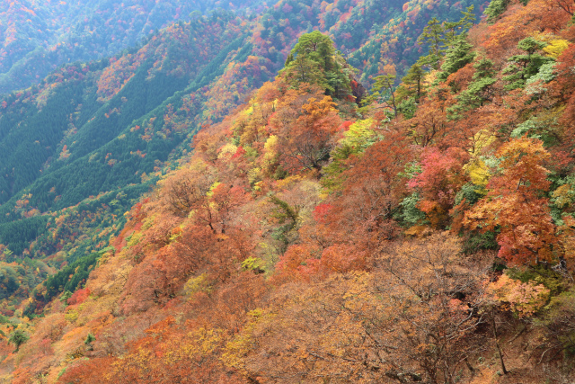 大障子岩＆池之原・宮原分岐点縦走路の紅葉_e0272335_10243017.jpg