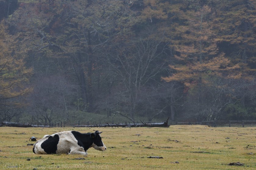 奥日光 光徳牧場 紅葉 2_e0362037_13502631.jpg