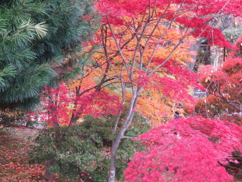 紅葉の雲場池～上田城～小諸懐古園_f0342372_20212028.jpg