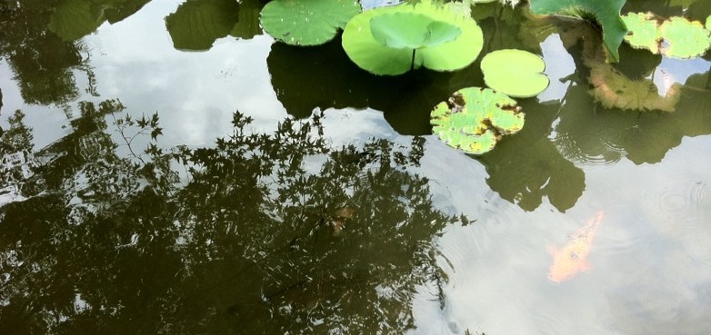 十分な説明がなく検査と手術が行われたとして提訴される(報道)_b0206085_09302213.jpg