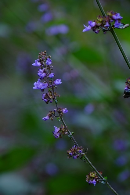 裏山3（名も知らぬ花）_d0362498_08230073.jpg