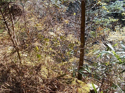 f0308898_21132057.jpg