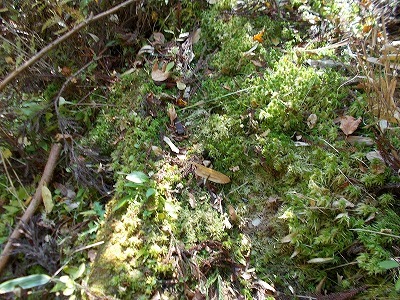 f0308898_21465625.jpg
