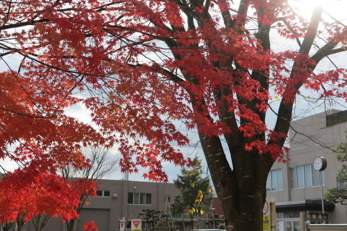 昨年の今日・重文本館周りの紅葉・黄葉、２０１７．１１．5　晴_c0075701_20295446.jpg