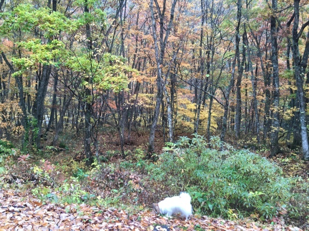 f0034602_20323587.jpeg